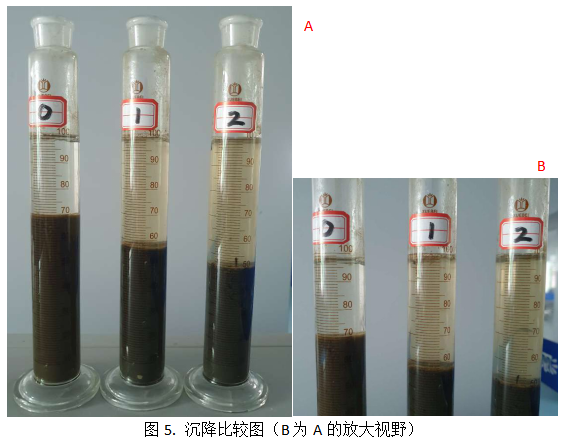 庫巴魯激活菌在污泥的沉降性的提升作用